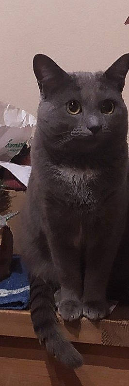 Leo participe au concours pour gagner de l'argent avec cette photo : carnivore, cat, domestic_short_haired_cat, felidae, fur, grey, monochrome, monochrome_photography, small_to_medium_sized_cats, snout, tail, terrestrial_animal, whiskers, wildlife