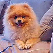 Sebastian joined the competition — help win amazing prizes! dog, pomeranian, fluffy, pet, animal, couch, indoor, happy, smiling, fur, cute, sitting, cozy, face, paws, canine, companion, domestic, relaxed, portrait