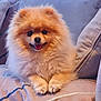 dog, pomeranian, fluffy, pet, animal, couch, indoor, happy, smiling, fur, cute, sitting, cozy, face, paws, canine, companion, domestic, relaxed, portrait