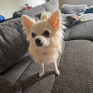 Nahla a rejoint le concours — aidez-le/la à gagner de superbes lots ! alert, animal, canine, chihuahua, companion, couch, cute, dog, domestic_animal, ears, fur, furniture, home, indoor, living_room, mammal, pet, portrait, small_dog, texture