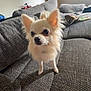 alert, animal, canine, chihuahua, companion, couch, cute, dog, domestic_animal, ears, fur, furniture, home, indoor, living_room, mammal, pet, portrait, small_dog, texture
