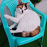 cat, calico_cat, pet, animal, white_fur, orange_fur, black_fur, green_eyes, sitting, lounging, chair, plastic_chair, turquoise, tail, paw, ears, whiskers, outdoor, potted_plant, artificial_grass