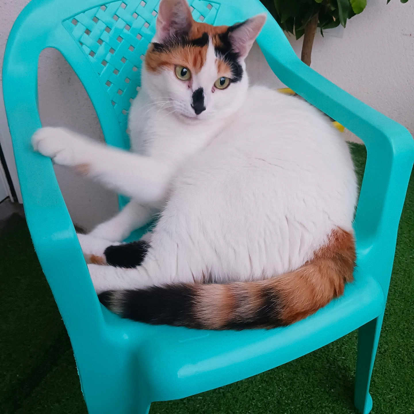 Bella