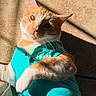 animal, cat, closeup, clothing, couch, cute, domestic_cat, feline, indoor, orange_cat, paw, pet, portrait, relaxed, resting, shadow, sunlight, turquoise_shirt, whiskers, white_cat