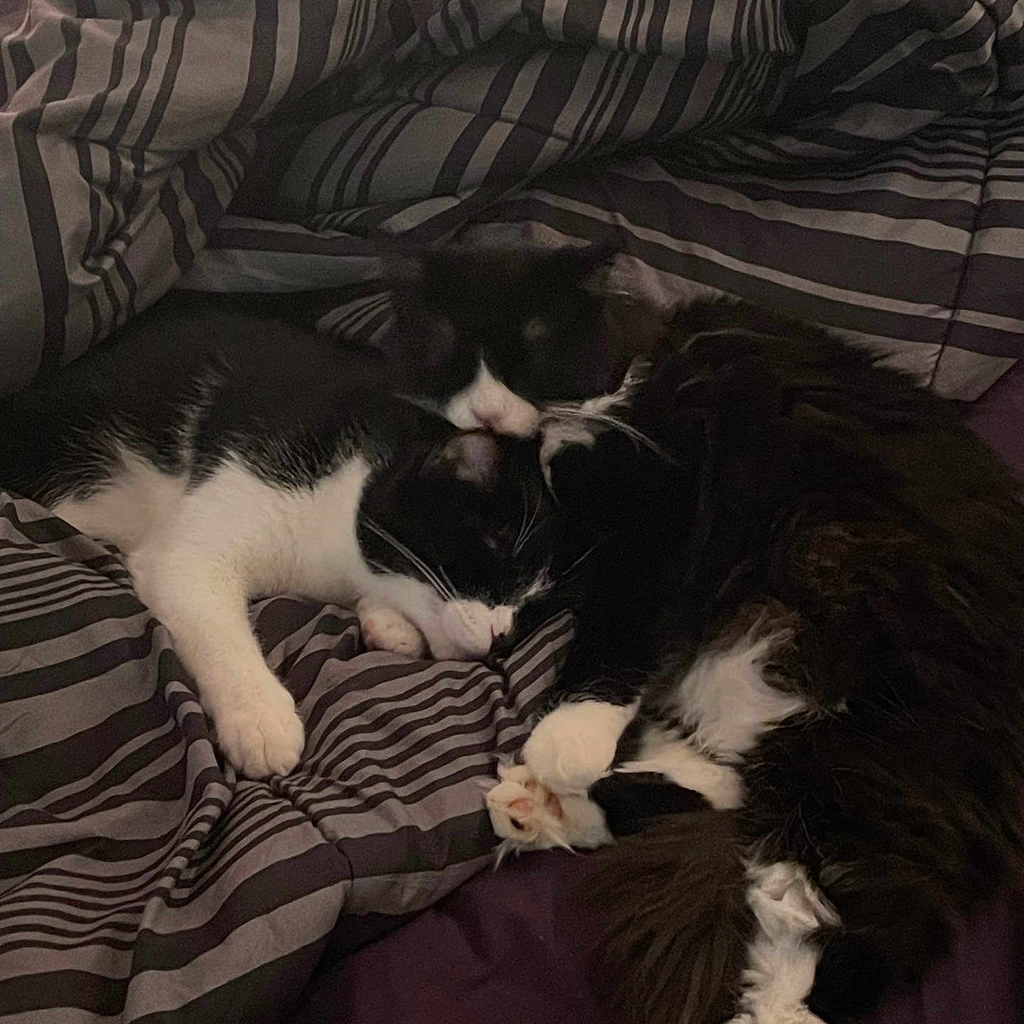 Momo And Jasper joined the competition — help win amazing prizes! animal, bed, black_and_white, cat, close_up, comforter, cozy, cute, domestic_animal, fur, indoor, paw, peaceful, pets, resting, sleeping, snuggle, striped, two_cats, whiskers