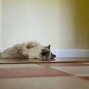 Annie is registered to the contest to win money with this photo: animal, baseboard, beige_wall, calm, cat, curious, cute, ears, feline, floor_tiles, fluffy, front_paws, indoor, long_hair, lying_down, pet, playful, relaxed, whiskers, wooden_floor