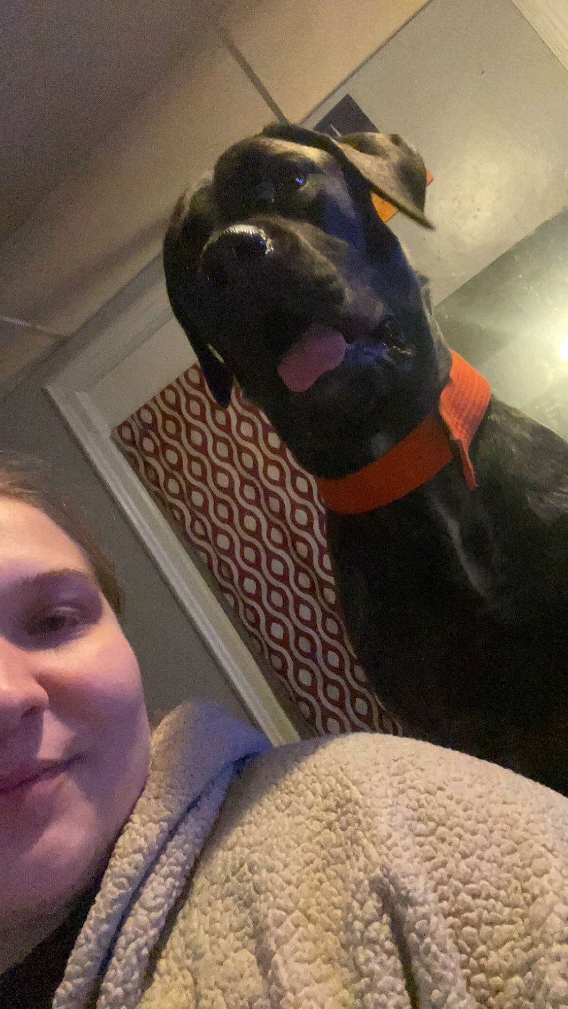 Luna joined the competition — help win amazing prizes! canidae, car_seat, carnivore, comfort, companion_dog, dog, dog_breed, dog_collar, eyewear, fawn, fur, guard_dog, happy, personal_protective_equipment, selfie, smile, snout, sporting_group, vehicle_door, working_dog