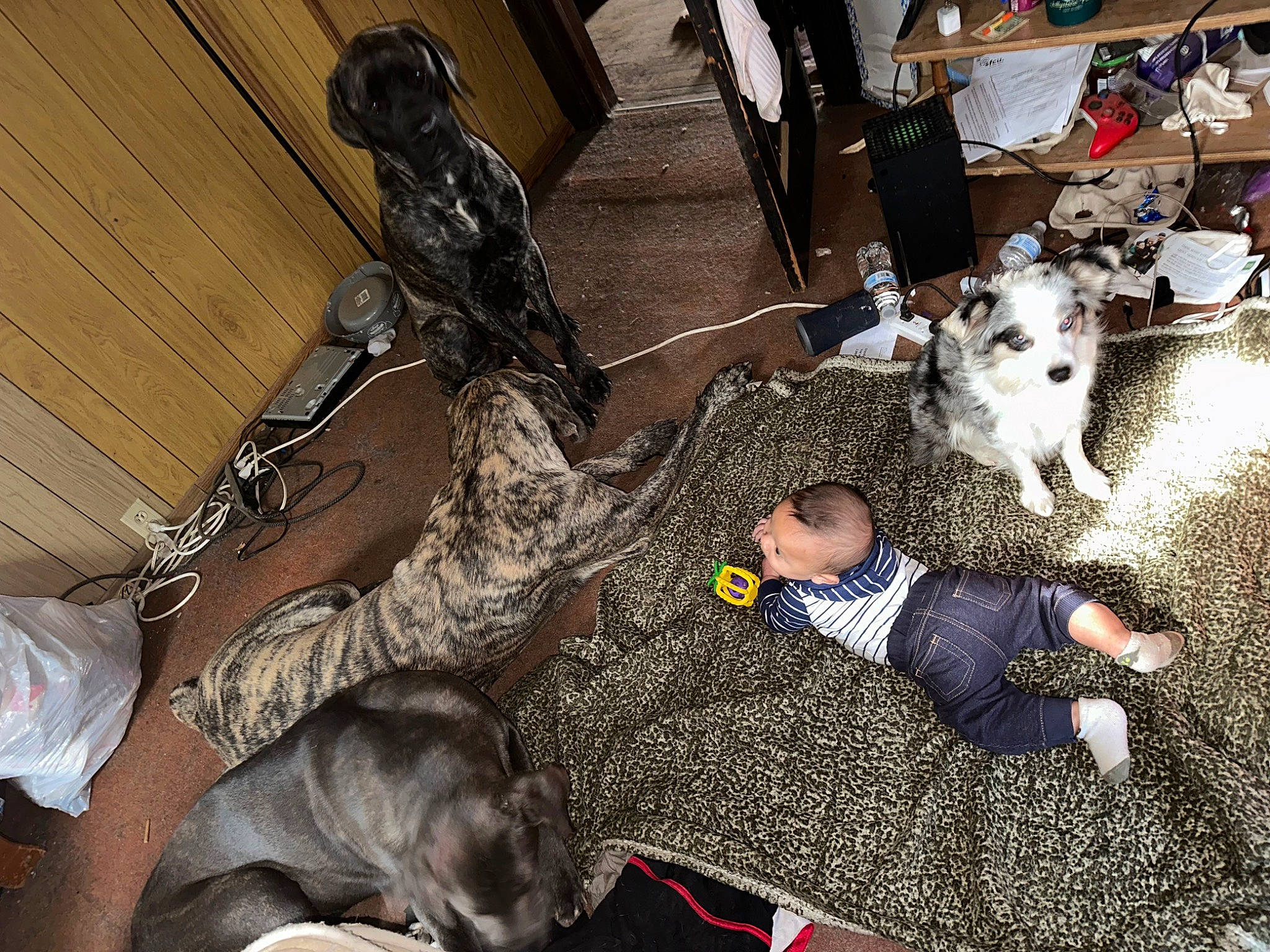 Jasmine is registered to the contest to win money with this photo: canidae, carnivore, carpet, comfort, companion_dog, dog, dog_breed, floor, flooring, fun, fur, human_leg, lap, military_camouflage, pattern, room, sitting, sporting_group, thigh, toddler