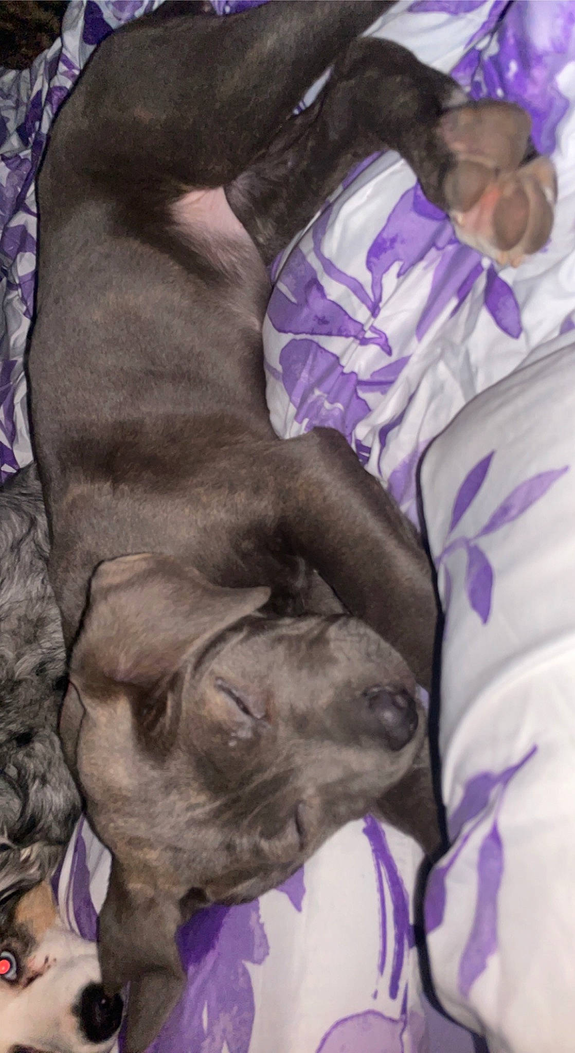 Jasmine is registered to the contest to win money with this photo: carnivore, comfort, companion_dog, dog, dog_breed, dog_collar, fur, giant_dog_breed, glasses, great_dane, guard_dog, linens, liver, nap, purple, sporting_group, weimaraner, whiskers, working_animal, wrinkle