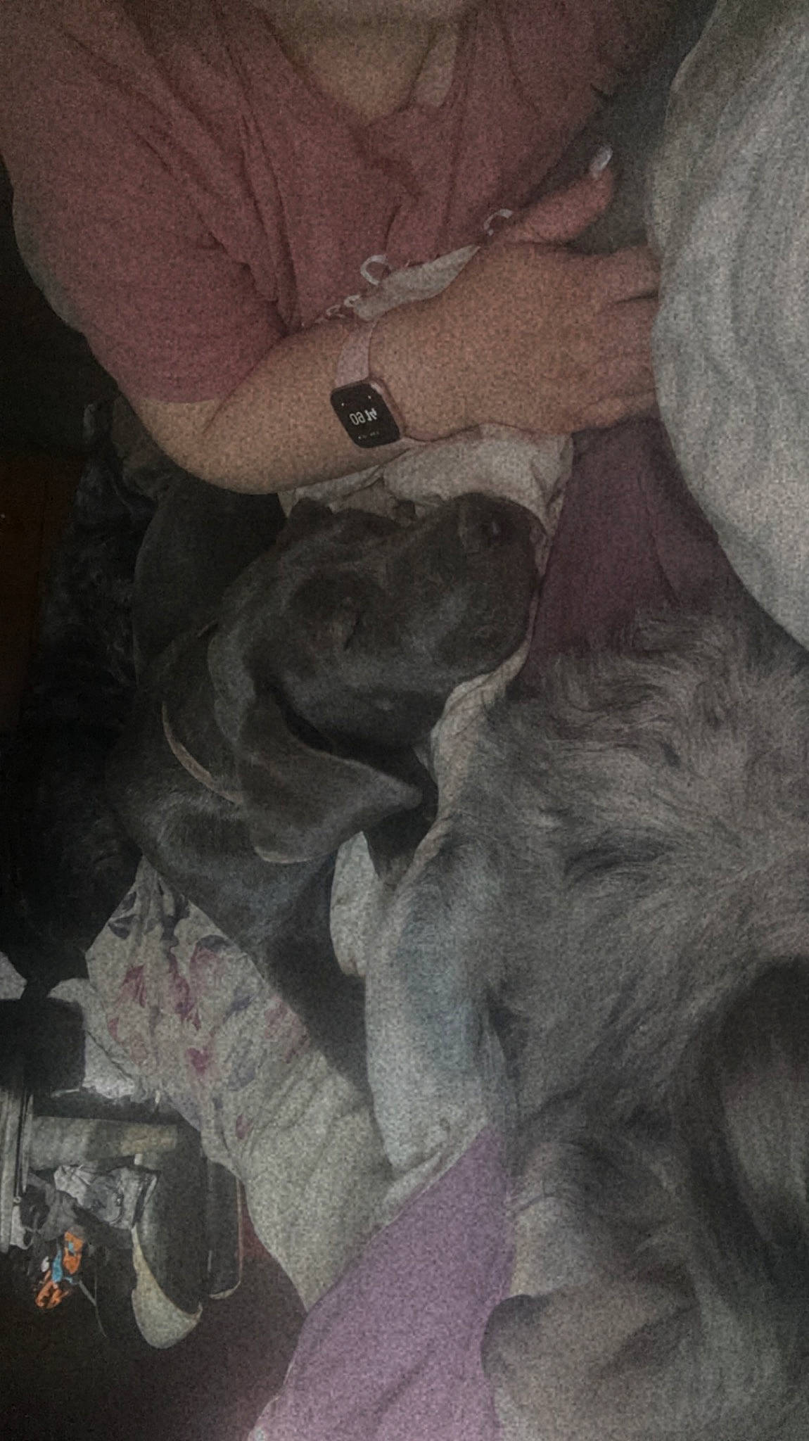 Jasmine is registered to the contest to win money with this photo: art, canidae, carnivore, comfort, companion_dog, dog, dog_breed, ear, fur, gesture, grey, guard_dog, human_leg, lap, monochrome, sitting, sporting_group, watch, working_animal, wrist