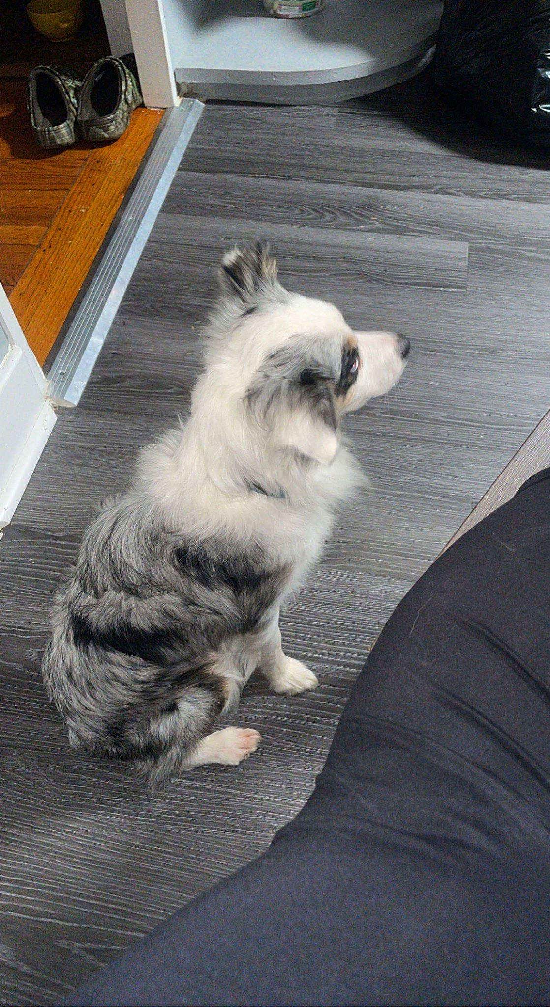 Jasper is registered to the contest to win money with this photo: canidae, carnivore, companion_dog, dog, dog_breed, flooring, fur, grey, hardwood, herding_dog, monochrome_photography, plate, snout, sporting_group, tableware, tail, toy_dog, whiskers, wood, working_dog