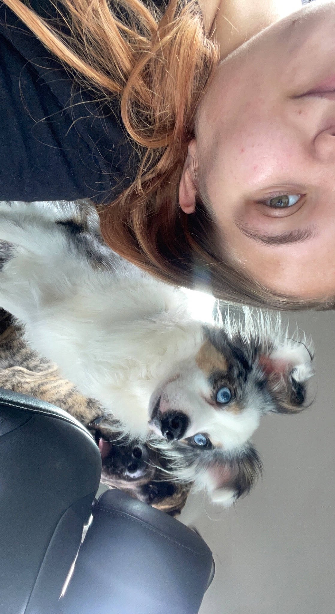 Jasper is registered to the contest to win money with this photo: beard, canidae, carnivore, companion_dog, dog, dog_breed, ear, eyelash, eyewear, fashion_accessory, fawn, fur, snout, sporting_group, sunglasses, toy_dog, whiskers