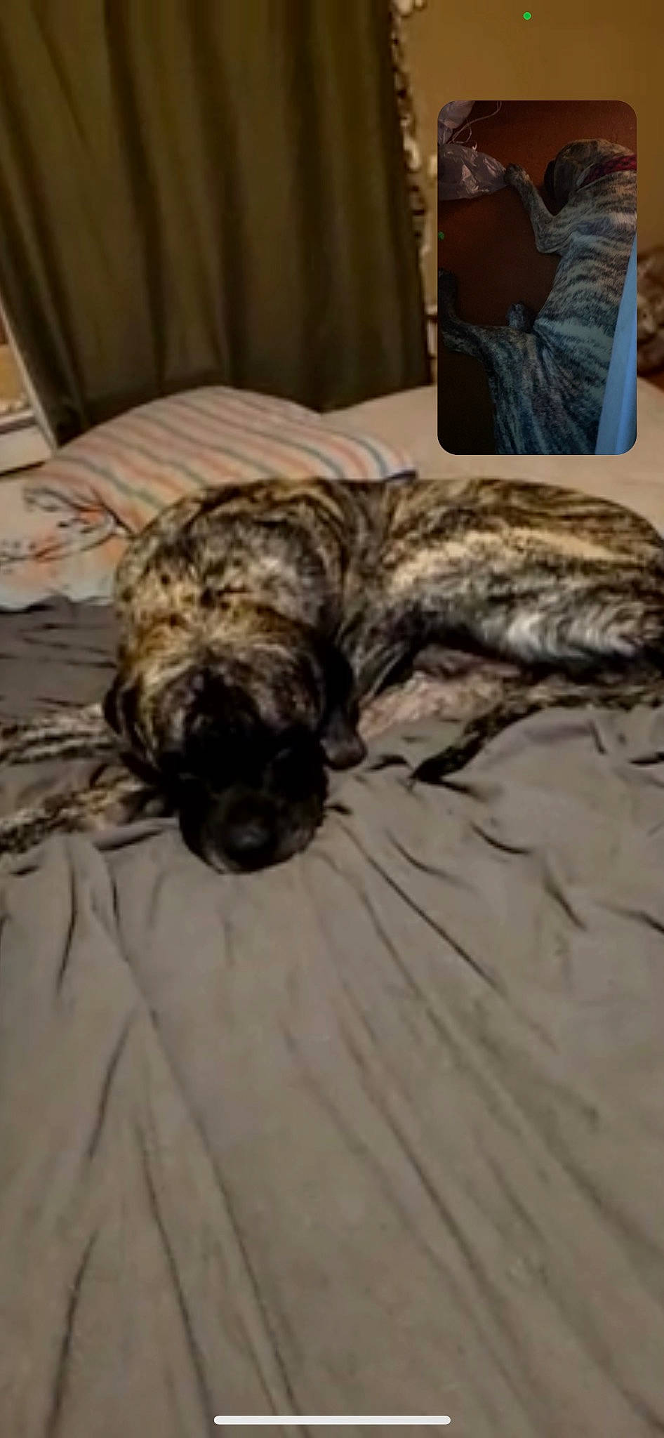 Lucky joined the competition — help win amazing prizes! canidae, carnivore, comfort, companion_dog, dog, dog_breed, fawn, felidae, fur, hardwood, military_camouflage, non_sporting_group, pattern, snout, sporting_group, tail, terrestrial_animal, toy_dog, treeing_tennessee_brindle, wood