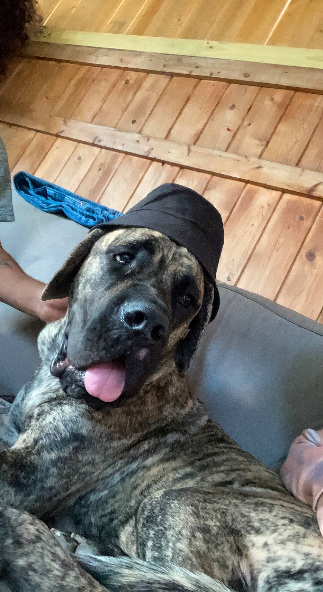 Lucky is registered to the contest to win money with this photo: carnivore, collar, companion_dog, dog, dog_breed, dog_collar, fawn, fur, giant_dog_breed, guard_dog, hardwood, hat, non_sporting_group, plank, sporting_group, water_bottle, whiskers, wood, working_animal, working_dog