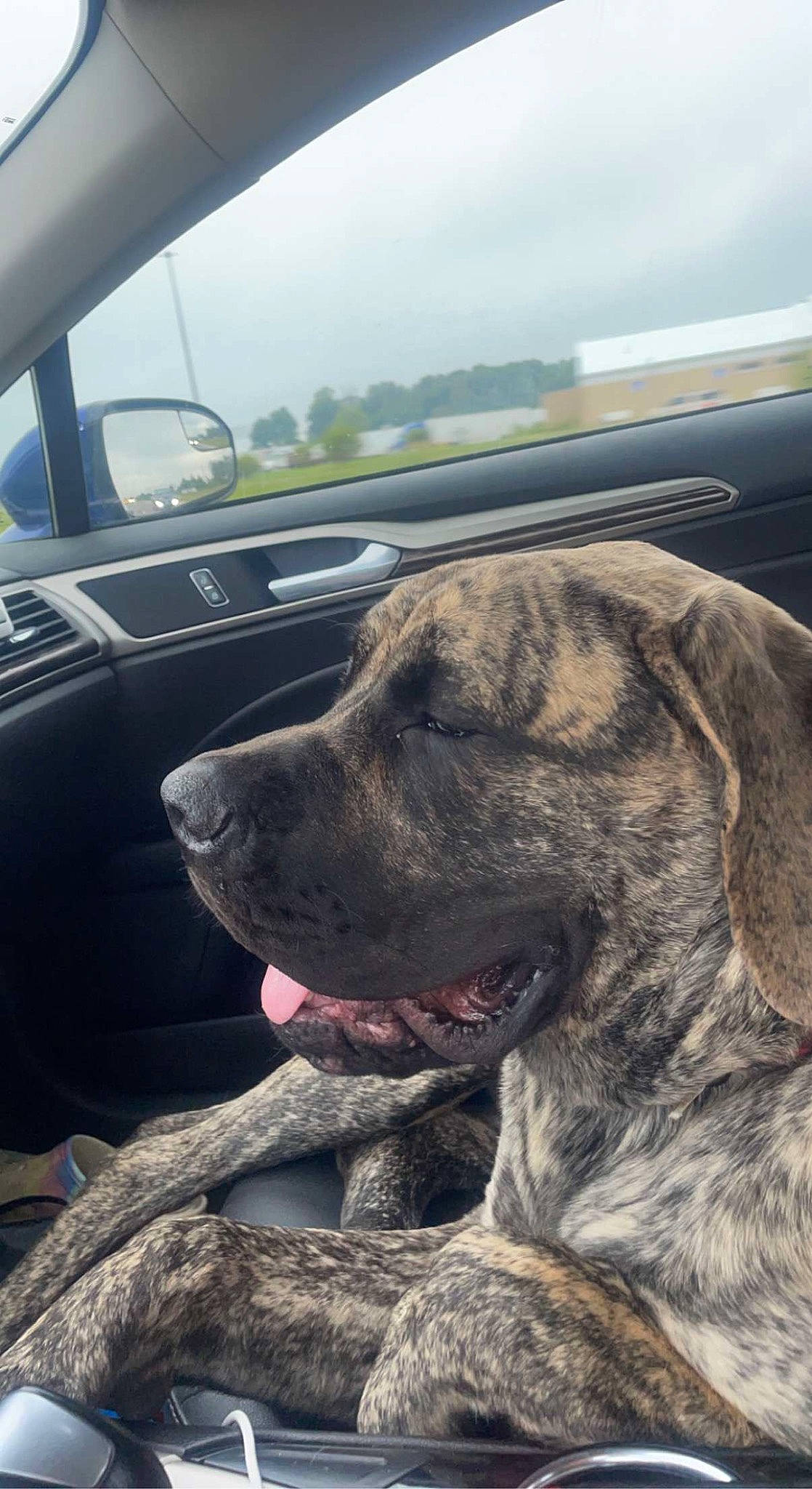 Lucky joined the competition — help win amazing prizes! automotive_exterior, automotive_mirror, car, carnivore, cloud, collar, companion_dog, dog, dog_breed, fawn, mammal, mirror, motor_vehicle, sky, snout, steering_wheel, vehicle, vehicle_door, vertebrate, windshield