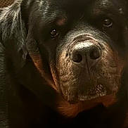 Gabe is registered to the contest to win money with this photo: animal, black, brown, canine, closeup, companion, couch, cozy, dog, domestic, ears, face, fur, indoor, pet, portrait, relaxed, rottweiler, snout, texture