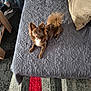 dog, brown_dog, bed, bedspread, carpet, striped_carpet, pillow, person_legs, footwear, sneakers, indoor, home, pet, curious, fluffy, small_dog, ears, tail, looking_up, cozy