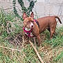dog, brown_dog, pink_harness, grass, weeds, ivy, concrete_wall, outdoor, animal, pet, alert, standing, nature, urban, leash, canine, fur, ears_up, side_view, daylight