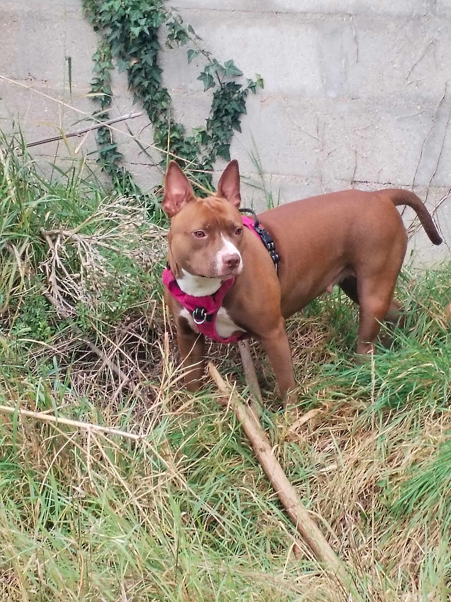 Fendy participe au concours pour gagner de l'argent avec cette photo : dog, brown_dog, pink_harness, grass, weeds, ivy, concrete_wall, outdoor, animal, pet, alert, standing, nature, urban, leash, canine, fur, ears_up, side_view, daylight