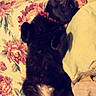 Jake joined the competition — help win amazing prizes! cat, black_cat, pet, animal, feline, lying_down, sleeping, relaxed, belly_up, fluffy, red_collar, whiskers, ears, paws, tail, floral_bedding, bed, pillow, indoors, cozy
