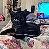 Jake is registered to the contest to win money with this photo: cat, black_cat, pet, animal, feline, bed, bedroom, floral_bedding, blanket, collar, cat_tag, green_eyes, tongue_out, lying_down, indoor, television, door, shoe_organizer, clothing, portrait