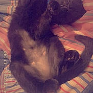 Jake joined the competition — help win amazing prizes! cat, cats, black_cat, furry, fluffy, sleeping, lying_down, cuddling, pet, animal, indoor, bed, bedspread, striped, textile, cozy, relaxed, belly_up, portrait, date_stamp