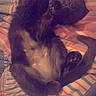 cat, cats, black_cat, furry, fluffy, sleeping, lying_down, cuddling, pet, animal, indoor, bed, bedspread, striped, textile, cozy, relaxed, belly_up, portrait, date_stamp