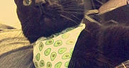 Jake joined the competition — help win amazing prizes! cat, black_cat, pet, animal, feline, whiskers, green_eyes, wide_eyed, collar, tie, cucumber_pattern, indoor, home, couch, blanket, plaid, sitting, close_up, portrait, funny