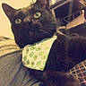cat, black_cat, pet, animal, feline, whiskers, green_eyes, wide_eyed, collar, tie, cucumber_pattern, indoor, home, couch, blanket, plaid, sitting, close_up, portrait, funny