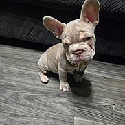 Gucci joined the competition — help win amazing prizes! animal, bowtie_tag, canine, collar, cute, dog, domestic, ears, floor, french_bulldog, furniture, gold_chain, indoor, pet, portrait, puppy, sitting, small, wooden_floor, wrinkles