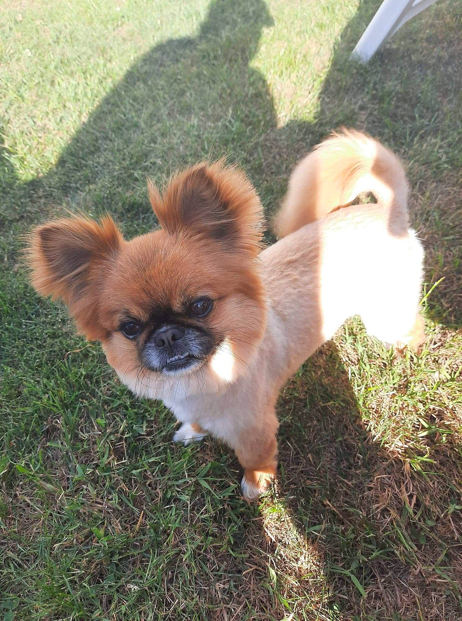 Gismo a rejoint le concours — aidez-le/la à gagner de superbes lots ! canidae, carnivore, companion_dog, dog, dog_breed, dog_supply, fawn, liver, mammal, non_sporting_group, puppy, shadow, snout, sporting_group, toy_dog, vertebrate, working_animal