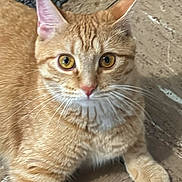 Orangey is registered to the contest to win money with this photo: abyssinian, angora, animal, cat, hardwood, kitten, manx, pet, wood