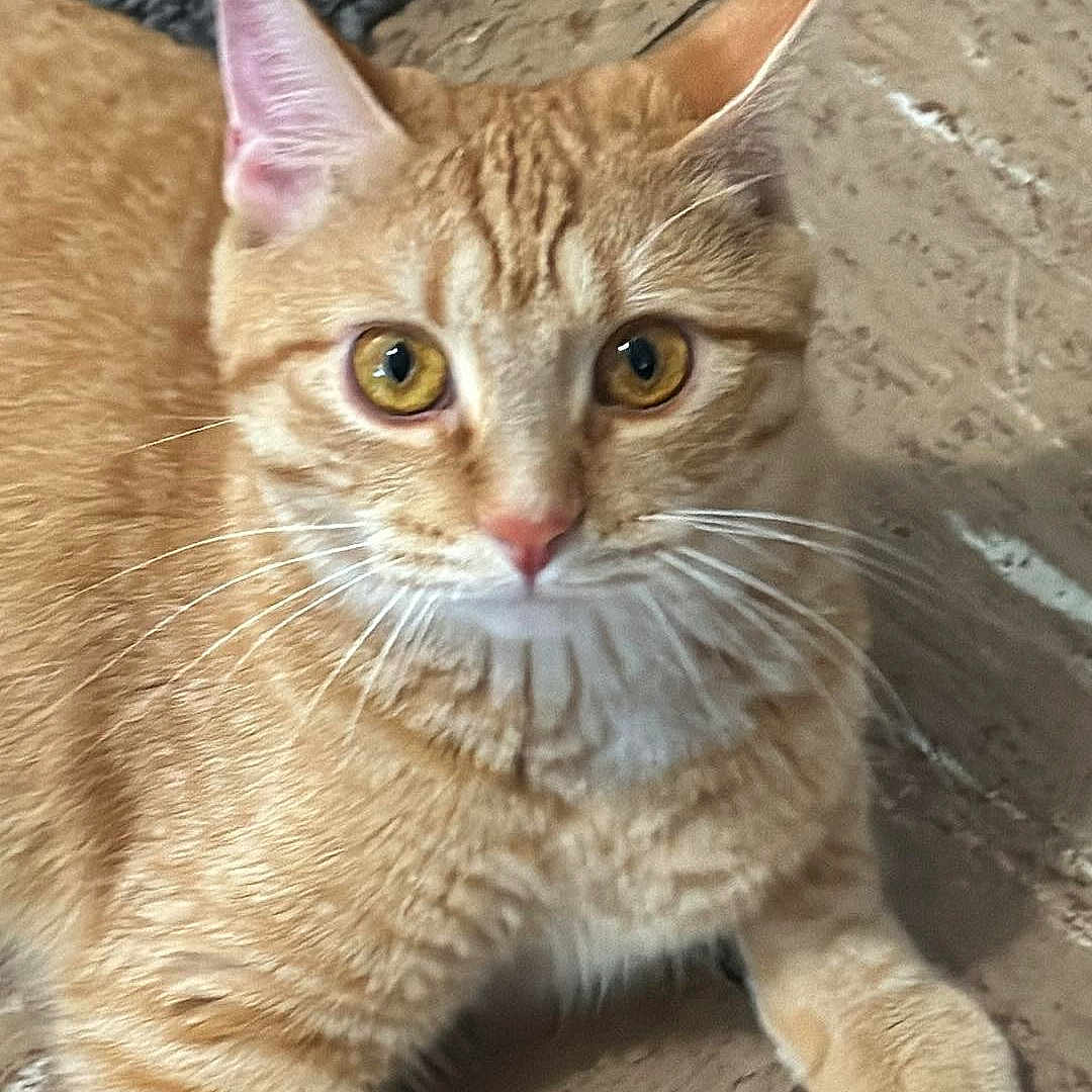 Orangey