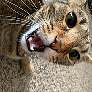 Auggie joined the competition — help win amazing prizes! animal, brown_fur, carpet, cat, close_up, curious, cute, expression, eyes, face, feline, fur_pattern, head, indoor, mouth_open, nose, pet, playful, tabby, whiskers