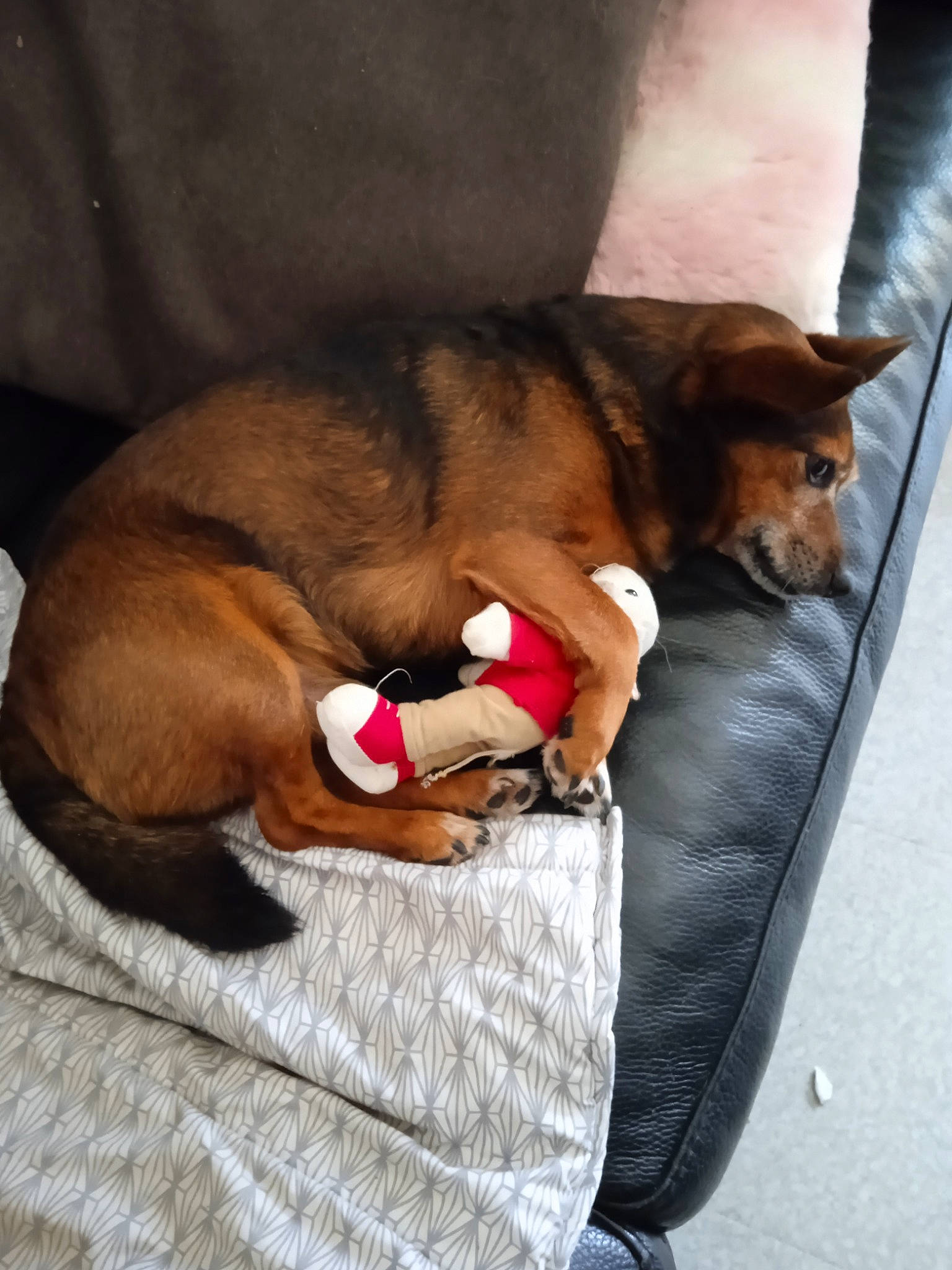 Viktor a rejoint le concours — aidez-le/la à gagner de superbes lots ! canidae, carnivore, comfort, companion_dog, dog, dog_bed, dog_breed, dog_supply, fawn, fur, guard_dog, linens, liver, nap, paw, pet_supply, pinscher, sporting_group, toy_dog, working_animal