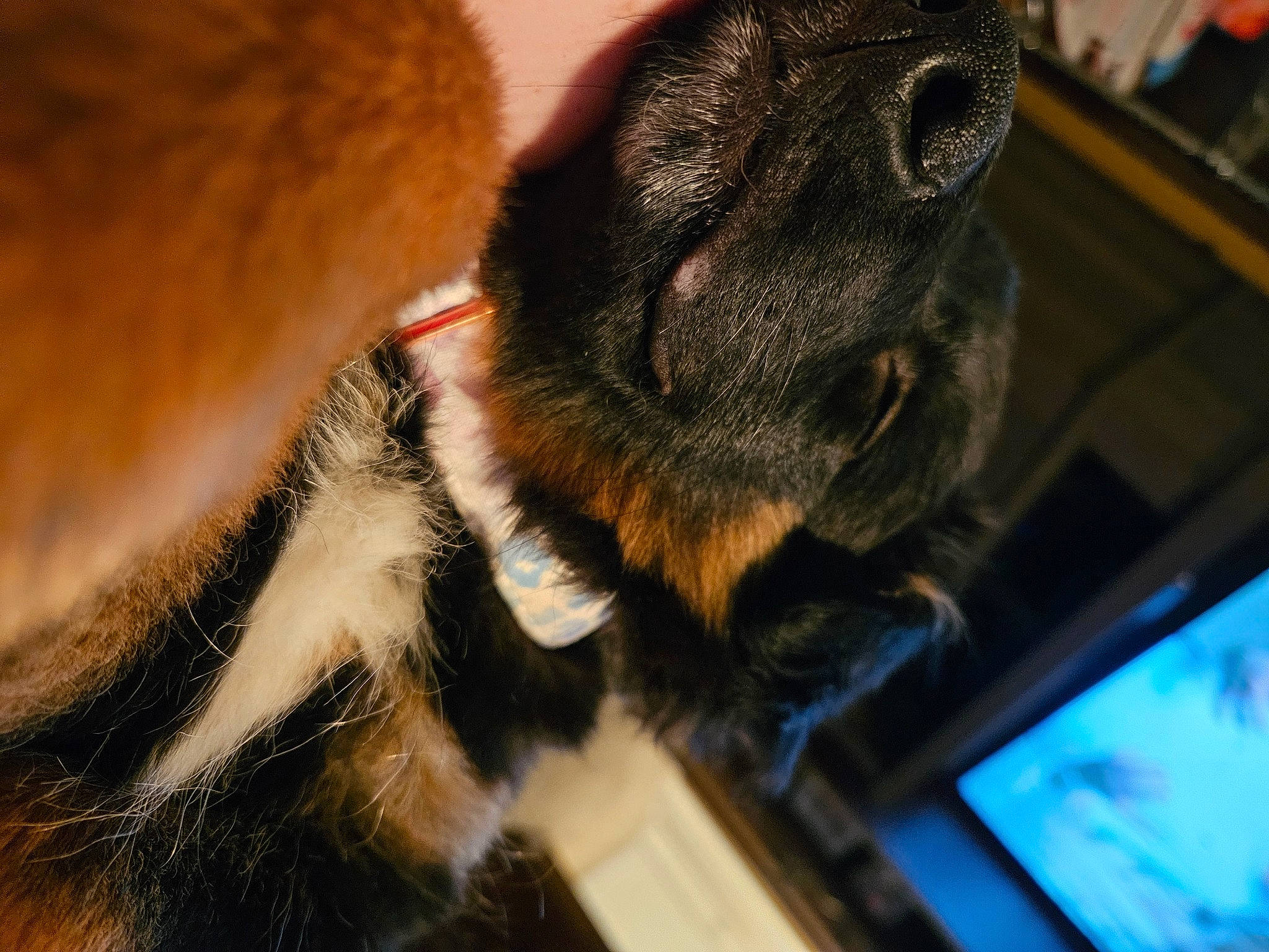 Nova is registered to the contest to win money with this photo: cameras_optics, canidae, claw, display_device, dog_breed, ear, fawn, felidae, fur, liver, macro_photography, paw, snout, sporting_group, terrestrial_animal, whiskers, wildlife, window