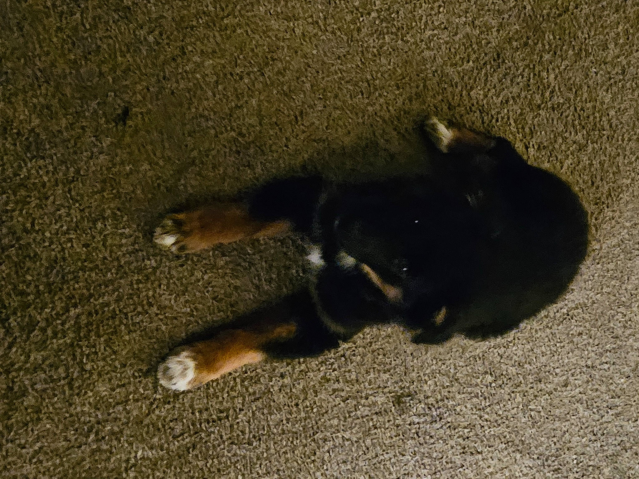 Nova joined the competition — help win amazing prizes! asphalt, canidae, carnivore, companion_dog, dog, dog_breed, foot, fur, paw, road_surface, sand, shadow, soil, sporting_group, tail, tar, terrestrial_animal, tints_and_shades, working_animal