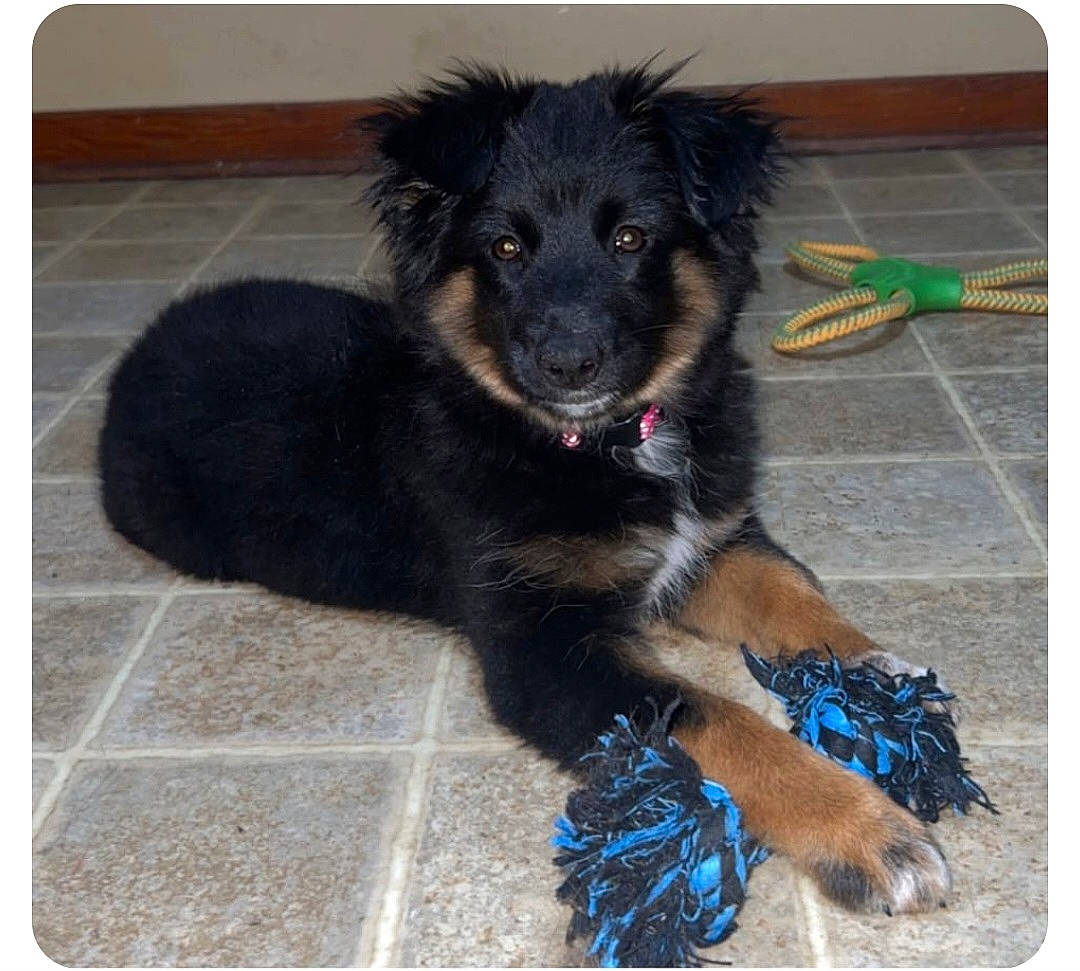 Nova joined the competition — help win amazing prizes! ancient_dog_breeds, canidae, carnivore, companion_dog, dog, dog_breed, dog_supply, electric_blue, fur, herding_dog, non_sporting_group, paw, puppy, rectangle, tail, working_animal, working_dog