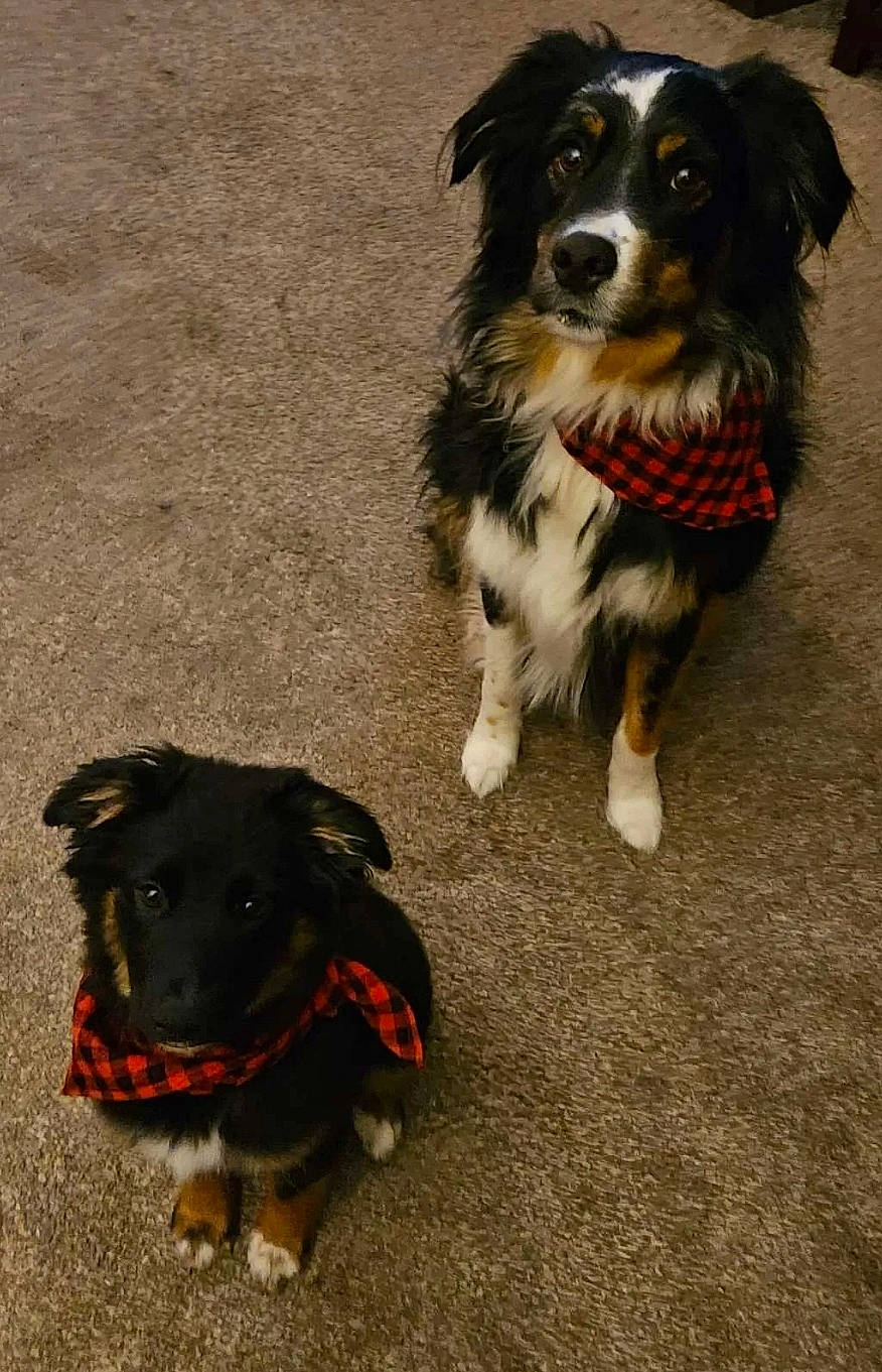 Harley is registered to the contest to win money with this photo: canidae, carnivore, collar, companion_dog, dog, dog_breed, dog_collar, dog_supply, fur, herding_dog, leash, liver, paw, pet_supply, snout, sporting_group, tail, working_animal, working_dog