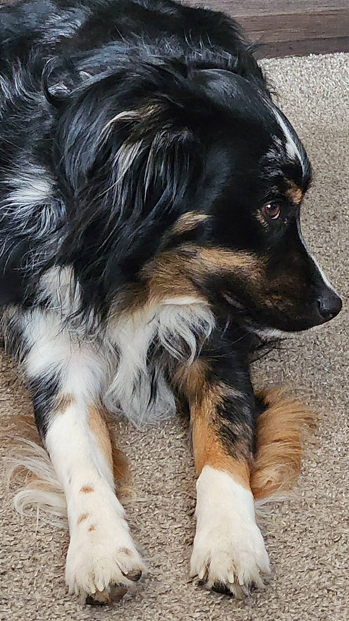 Harley joined the competition — help win amazing prizes! canidae, carnivore, companion_dog, dog, dog_breed, fur, herding_dog, snout, sporting_group, terrestrial_animal, whiskers, working_dog