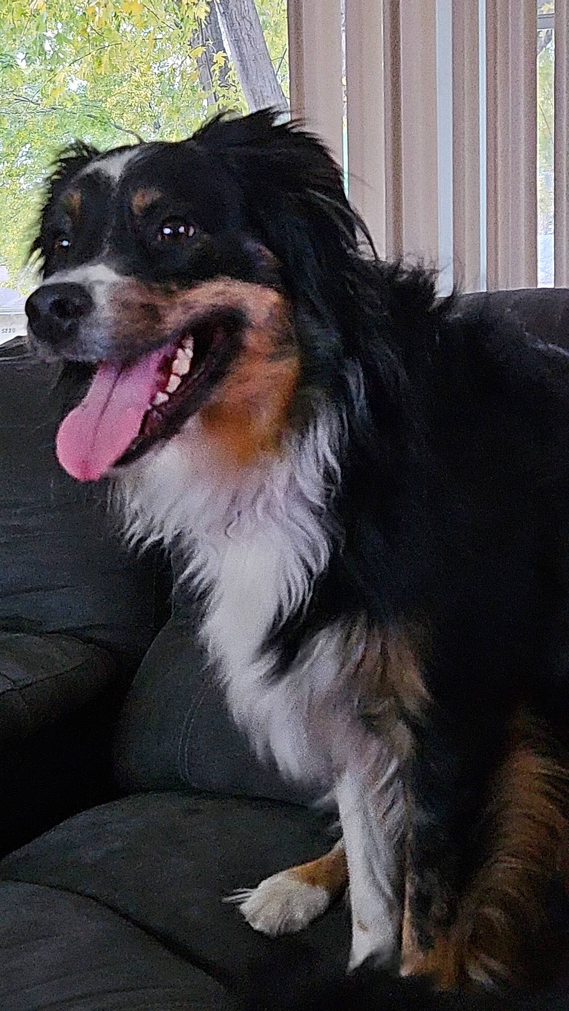 Harley joined the competition — help win amazing prizes! bernese_mountain_dog, biting, border_collie, canidae, carnivore, companion_dog, dog, dog_breed, fur, herding_dog, smile, sporting_group, staple_food, whiskers, working_animal, working_dog