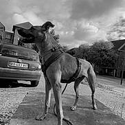 Nala participe au concours pour gagner de l'argent avec cette photo : black_and_white, canine, car, cloudy_sky, collar, daytime, dog, harness, house, leash, license_plate, outdoor, pavement, pet, shadows, side_view, standing, stone_slab, suburban, trees