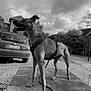 black_and_white, canine, car, cloudy_sky, collar, daytime, dog, harness, house, leash, license_plate, outdoor, pavement, pet, shadows, side_view, standing, stone_slab, suburban, trees