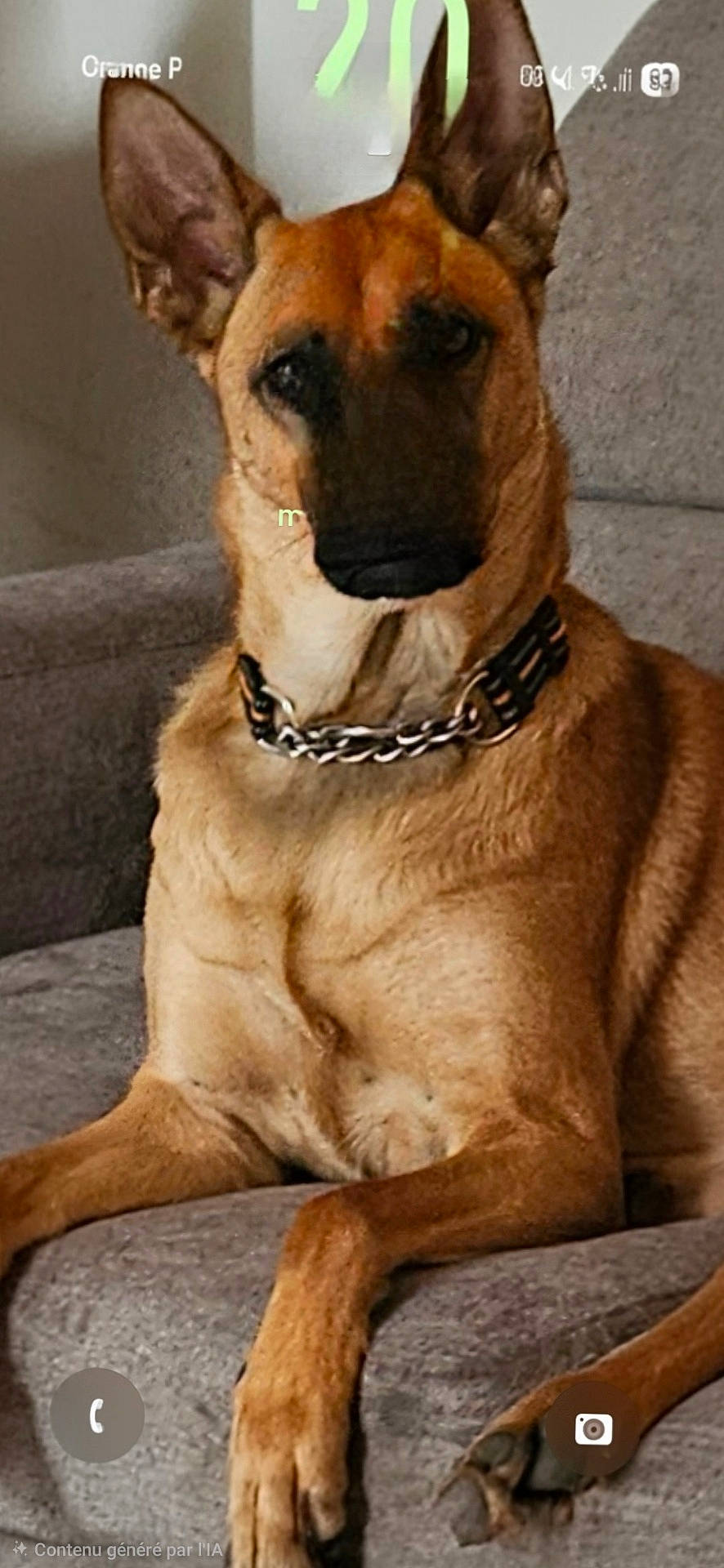 Maya participe au concours pour gagner de l'argent avec cette photo : alert, animal_portrait, brown_fur, canine, chain_collar, closeup, companion, couch, dog, domestic_animal, ears_up, front_legs, furniture, home, indoor, looking_at_camera, paw, pet, relaxed, sitting