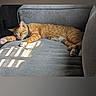 cat, orange_tabby, sleeping, couch, gray_couch, sunlight, window_blinds, indoor, pet, relaxing, feline, fur, animal, domestic_animal, resting, paw, whiskers, collar, cozy, nap