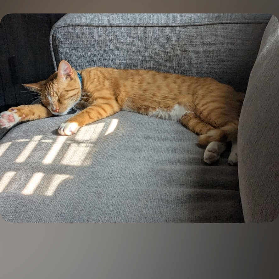 Tigger is registered to the contest to win money with this photo: cat, orange_tabby, sleeping, couch, gray_couch, sunlight, window_blinds, indoor, pet, relaxing, feline, fur, animal, domestic_animal, resting, paw, whiskers, collar, cozy, nap