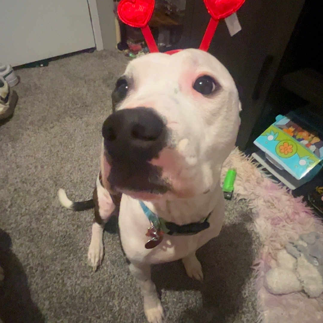 Kurtis is registered to the contest to win money with this photo: animal, antennas, black_spots, box, carpet, collar, cozy, cute, dog, domestic, floor, furniture, heart_headband, home, indoor, looking_up, pet, playful, toy, white_dog