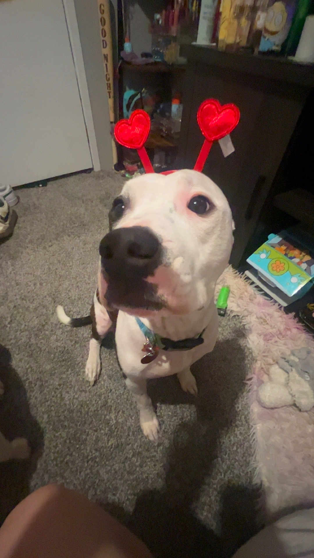 Kurtis is registered to the contest to win money with this photo: dog, pet, indoor, carpet, heart_headband, white_dog, black_spots, collar, floor, furniture, toy, box, cozy, looking_up, cute, animal, domestic, home, antennas, playful