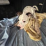 Kurtis joined the competition — help win amazing prizes! dog, bed, blanket, bandana, sleepy, white_dog, black_spots, soft, cozy, indoor, resting, canine, pet, fur, ears, nosedog, paw, laying, fabric, comfort
