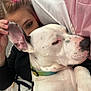 Kurtis is registered to the contest to win money with this photo: person, dog, sleeping, bed, blanket, pillow, snuggling, cozy, indoor, white_dog, spotted_dog, collar, resting, closeup, face, hand, comfort, relaxation, pink_pillow, casual